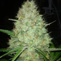 white widow