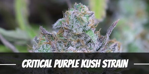 Critical Purple Kush Strain