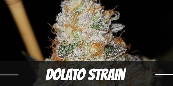 Dolato Strain