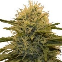 LSD Strain