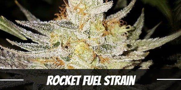 Rocket Fuel Strain