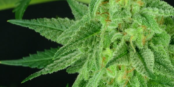 Critical Mass CBD Strain