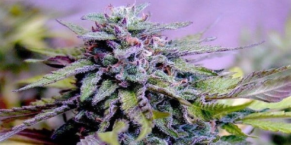 Granddaddy Purple Strain