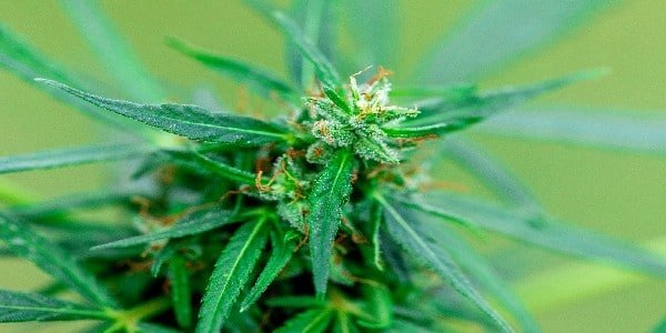 Growing Orange Sherbert