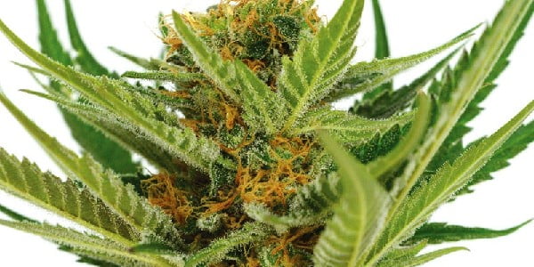 Jack Herer Strain
