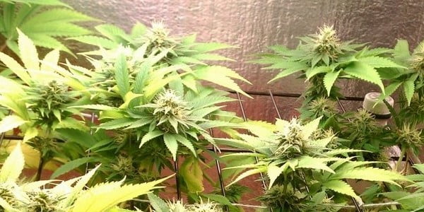 Master Kush Strain