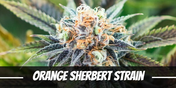 Orange Sherbert Strain