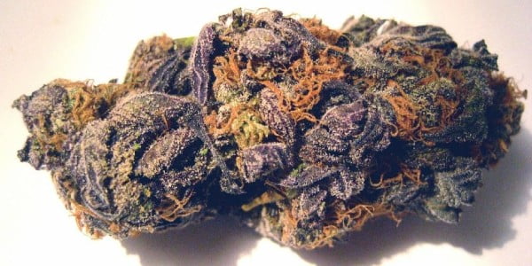 Purple Kush Strain