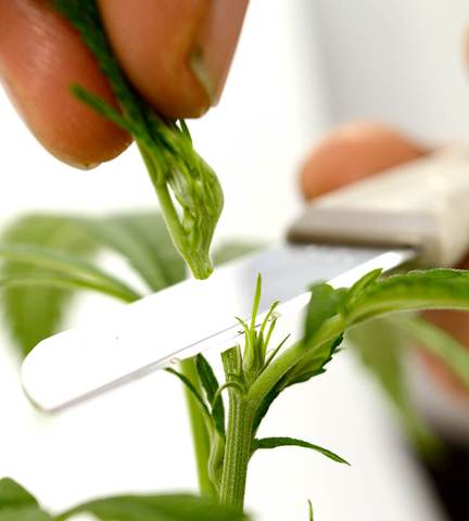 Scrogging is also typically paired with topping