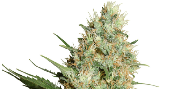 Trainwreck Strain