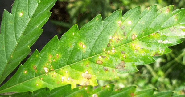 Leaf Septoria On cannabis Plant