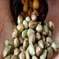 How to Store Cannabis Seeds