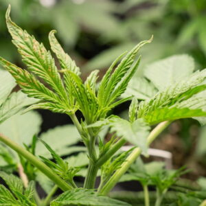 Cannabis plant with early calcium deficiency brown spots on new upper-growth leaves.
