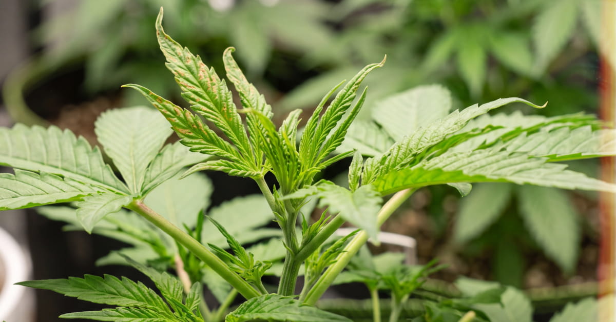Cannabis plant with early calcium deficiency brown spots on new upper-growth leaves.