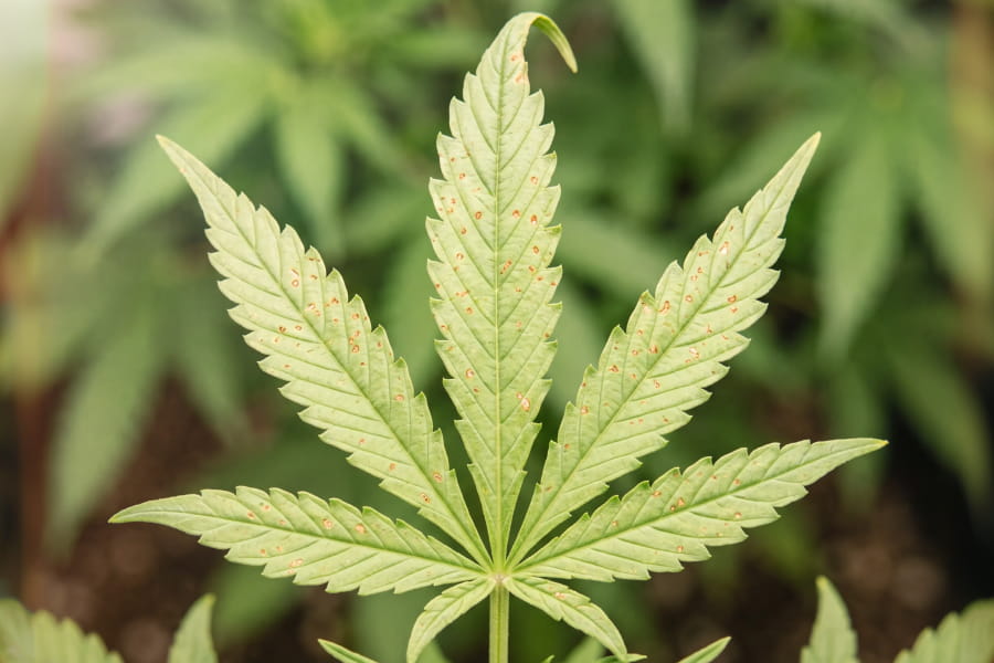 Close-up of cannabis leaf with brown calcium deficiency spots and curled tips.