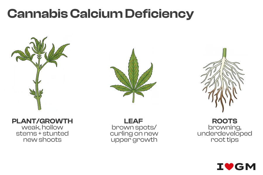 Infographic mapping calcium deficiency symptoms to leaves, stems and roots of a cannabis plant.