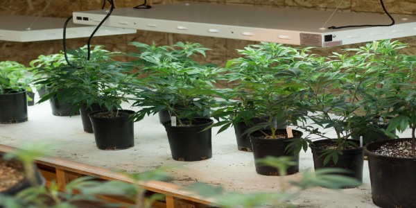 Indoor cannabis plants