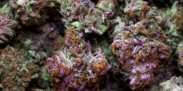 Donkey Butter Adverse Reactions