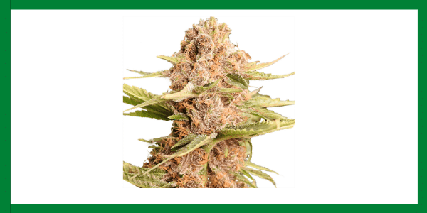 Girl Scout Cookies Strain