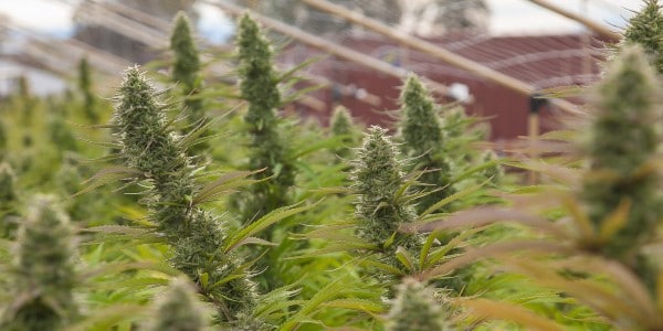 Growing Animal Face Strain