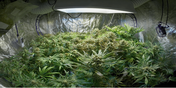 Growing Brownie Scout