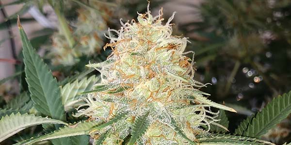 LA-Confidential Flowering