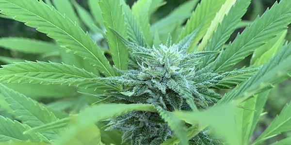 Mk Ultra flowering