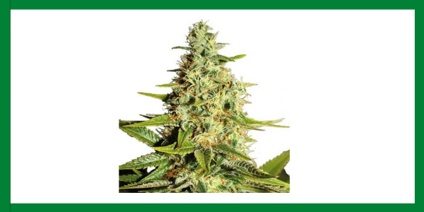 Afghan Strain