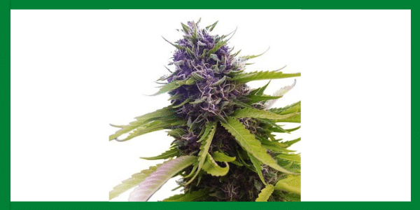 Blueberry Strain