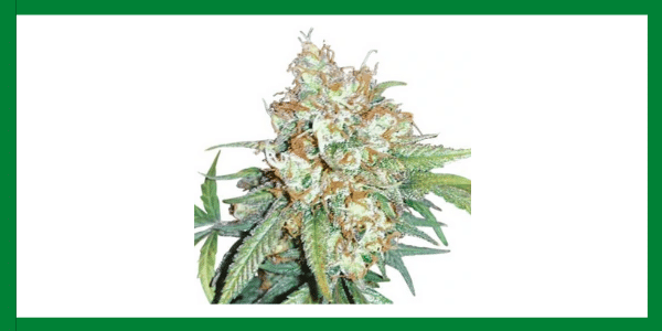 Cherry Pie Strain