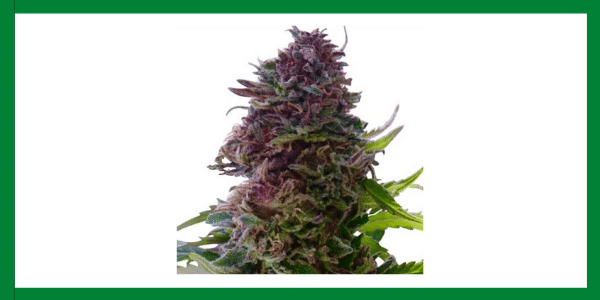 Granddaddy Purple Strain