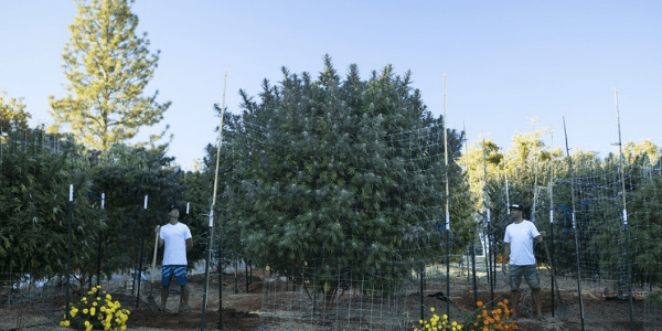 Huge Marijuana Plant