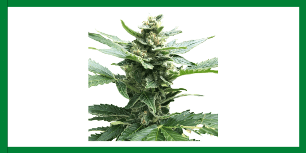 Northern Lights Strain