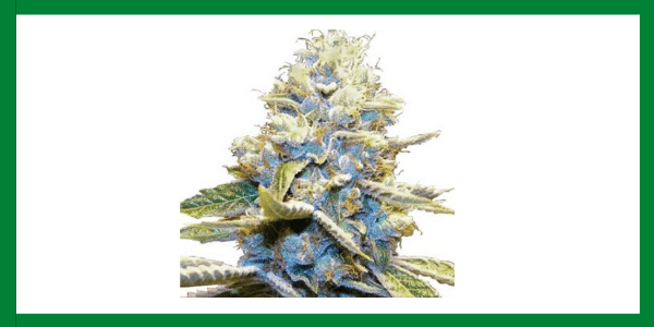 Skywalker OG Strain