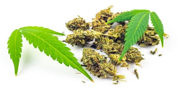 Healthy cannabis leaves and terpene-rich buds up close.
