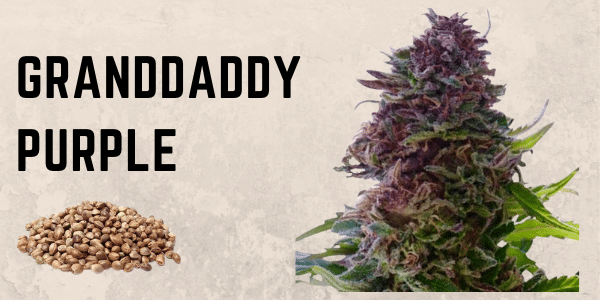 Grand Daddy Purple
