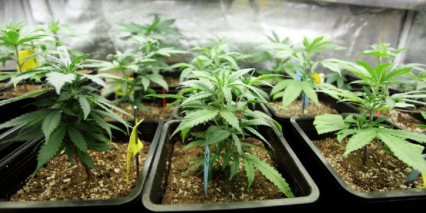 Healthy Duct Tape strain plants growing strong in containers, with lush green leaves and steady structure.