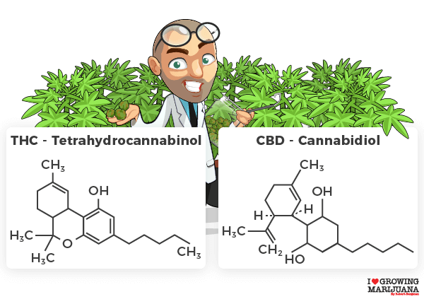 THC vs CBD in marijuana