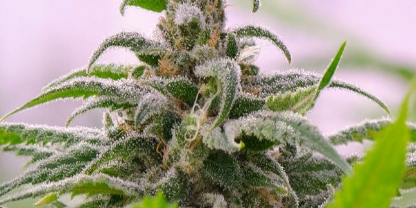 Maui Wowie Strain