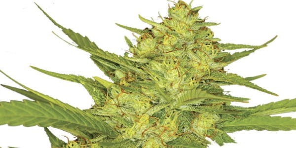 Sour Diesel Strain