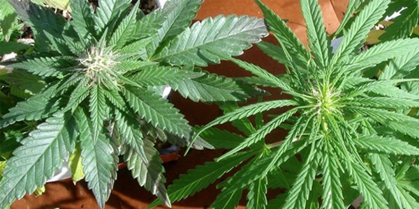 Growing-Marijuana