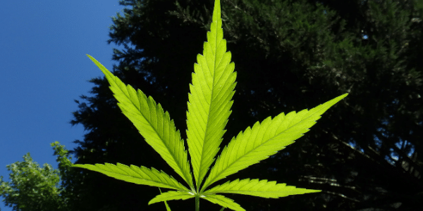 Growing-Marijuana-Plants
