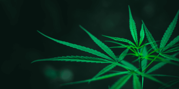 Marijuana-plant