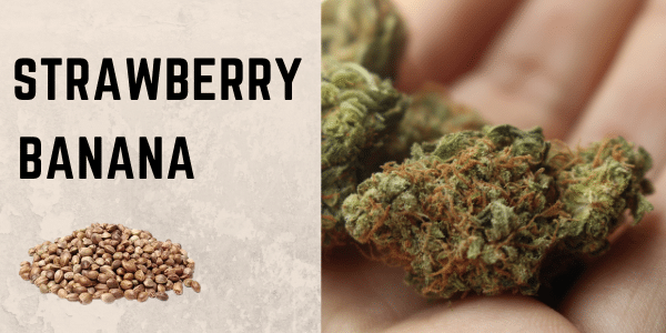 strawberry banana cannabis strain