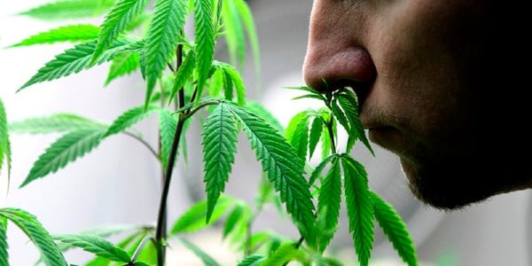 Benefits of Indoor Cannabis Cultivation_Privacy