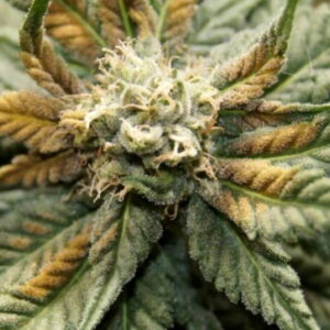 Cannabis plant with twisted, wrinkled new growth at the top showing signs of boron deficiency.