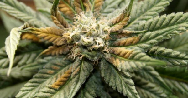 Cannabis plant with twisted, wrinkled new growth at the top showing signs of boron deficiency.