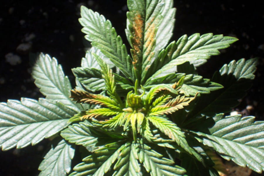 Close-up of a cannabis leaf tip with small brown spots and twisted new growth from boron deficiency.