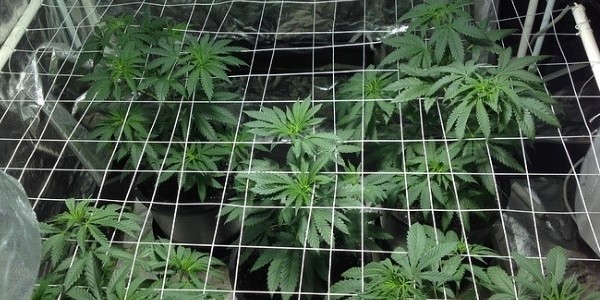 Screen of Green (SCROG) Method
