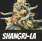 Shangri-La Strain